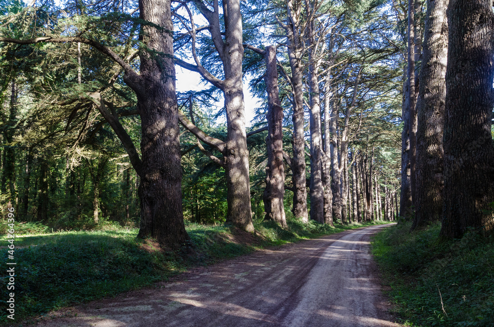 Fototapeta premium Grands arbres chemin de forêt