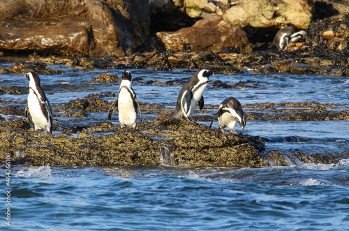 PLuderitzenguins on the rocks Halifax Island Namibia photo