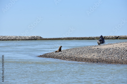 Lobo marino junto a pescador en Puerto Madryn