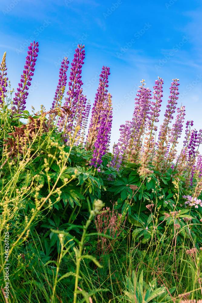 Fototapeta premium Scenic morning view of lupine flowers against blue sky