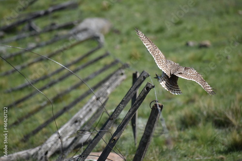 Retrato de lechuza en la naturaleza