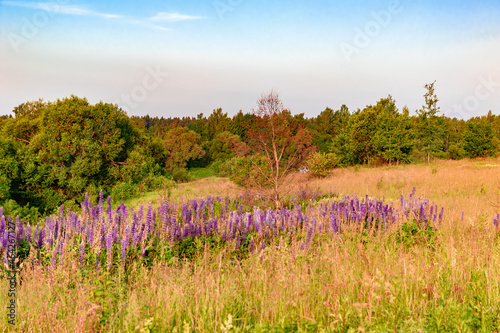 Scenic morning landscape with lupine flowers photo