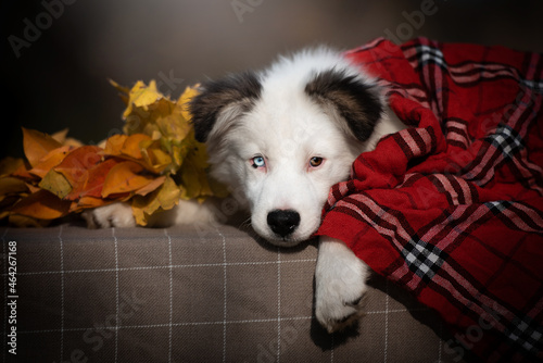 portrait of a dog in autumn