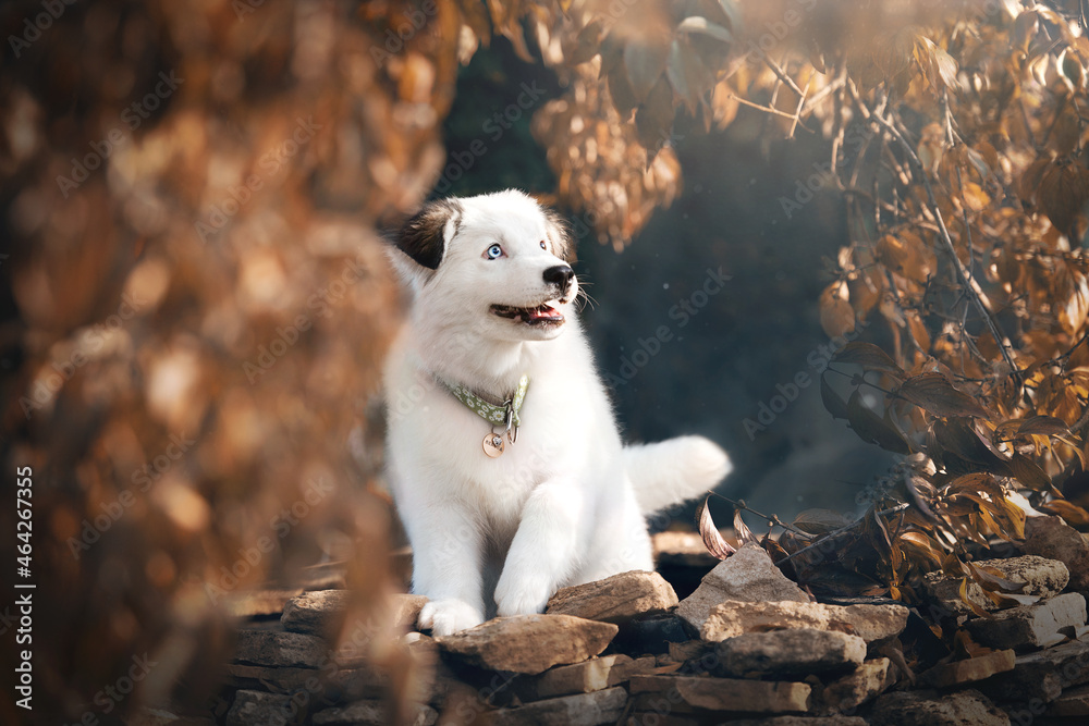 Fototapeta premium portrait of a dog in autumn