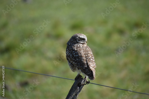Retrato de lechuza en la naturaleza
