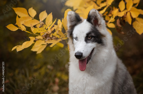 portrait of a dog in autumn