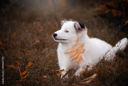 portrait of a dog in autumn