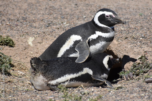 Pinguinos posando en Puerto Madryn