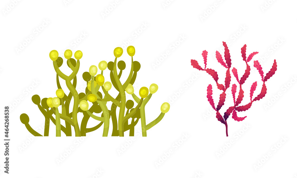 Seaweed and Algae as Aquatic and Marine Plants Growing on Ocean Bottom Vector Set