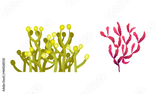 Seaweed and Algae as Aquatic and Marine Plants Growing on Ocean Bottom Vector Set