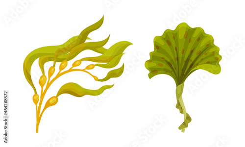 Seaweed and Algae as Aquatic and Marine Plants Growing on Ocean Bottom Vector Set