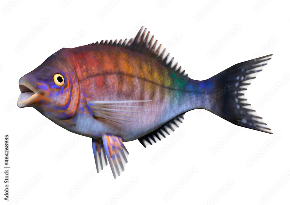 Fototapeta premium 3D Rendering Pacific Seaperch on White
