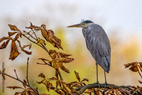 Graureiher im Herbst