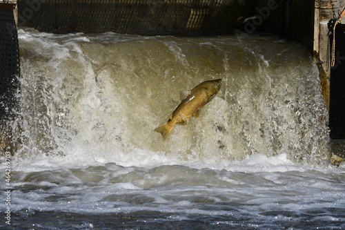 Fall scene of a fish struggling to climb a fish ladder to spawn photo