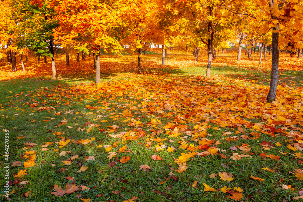 Autumn maple leaves on a background of green grass on a sunny day