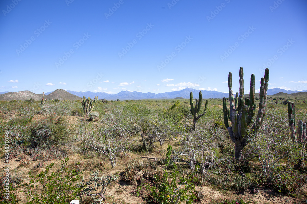 cool desert, landscape cactus, mexico california, death road