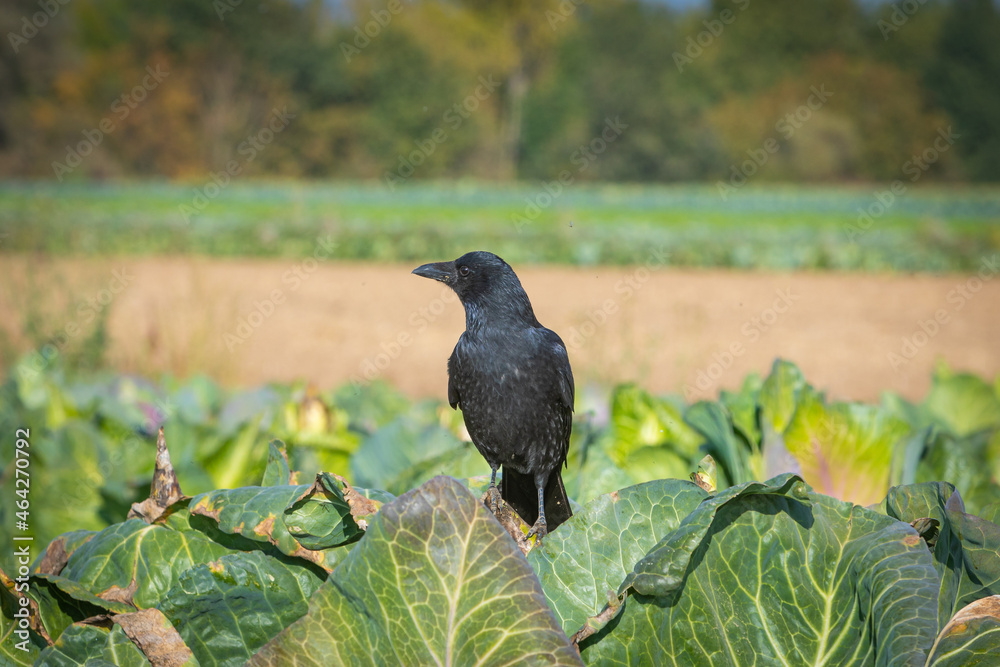 Fototapeta premium crow sitting on a cabagge plant