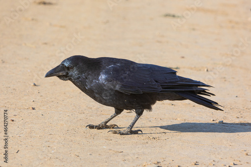 side view of a raven on a road © Martin Schlecht