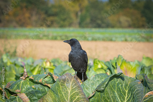 crow sitting on a cabagge plant photo