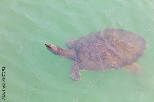 The sea turtle swims on the surface of the water.