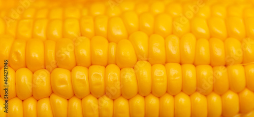 Yellow corn as a background.