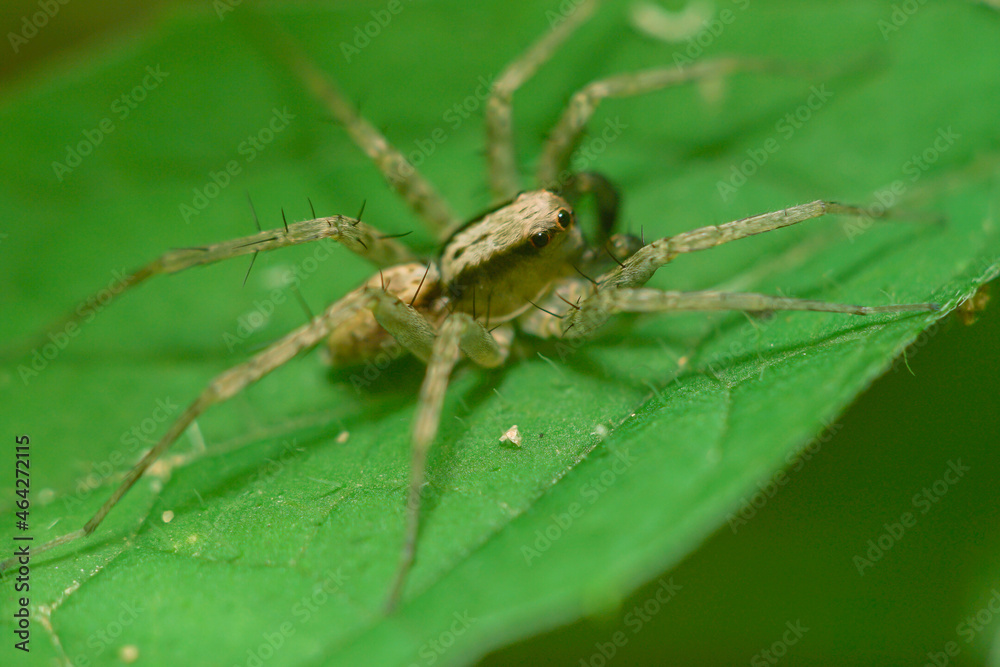 macro closeup, Spiders are eating bees, these spiders are known to eat small insects such as grasshoppers, flies, bees and other small spiders.