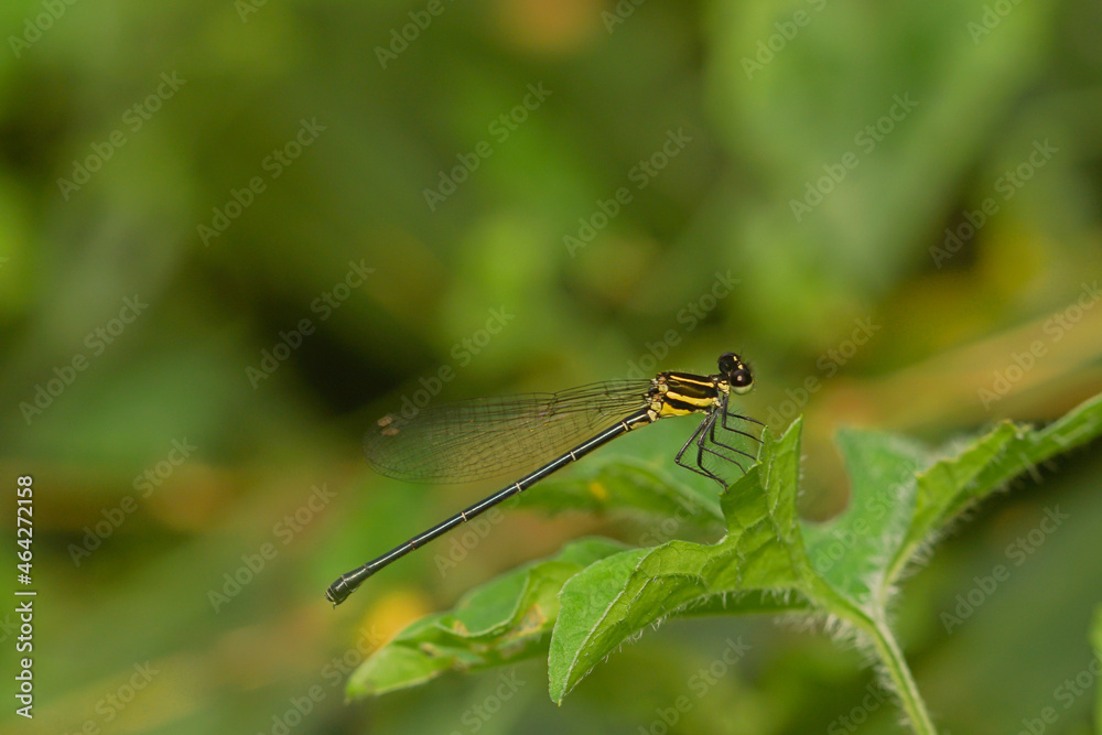 the dragonfly in the forest is taken at close range the dragonfly in the forest is taken at close range