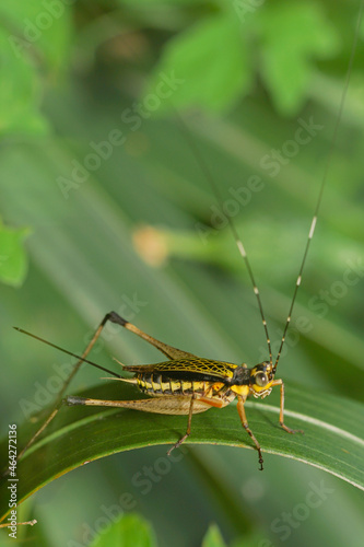 grasshopper on leaves. yellow green grasshopper on a leaf in the morning. forest grasshopper on the grass. © parianto
