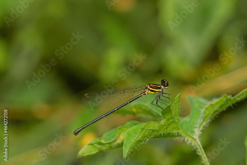 the dragonfly in the forest is taken at close range