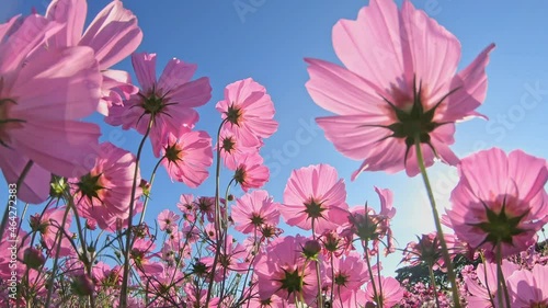 Pink cosmos flowers swaying in wind, in fall  close-up
