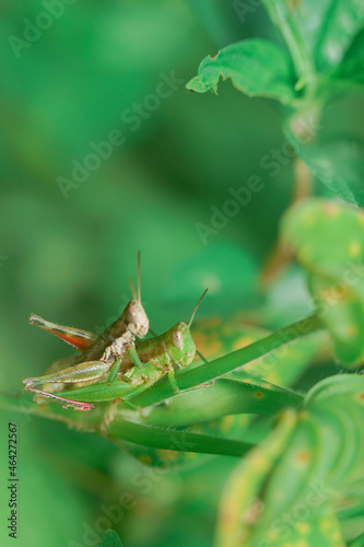 grasshopper on leaves. yellow green grasshopper on a leaf in the morning. forest grasshopper on the grass.