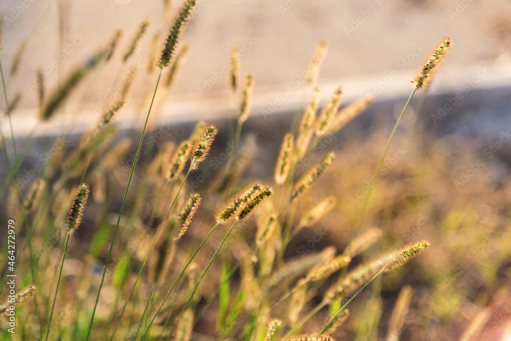 Details of a wheat field on a sın light, close up, macro photography