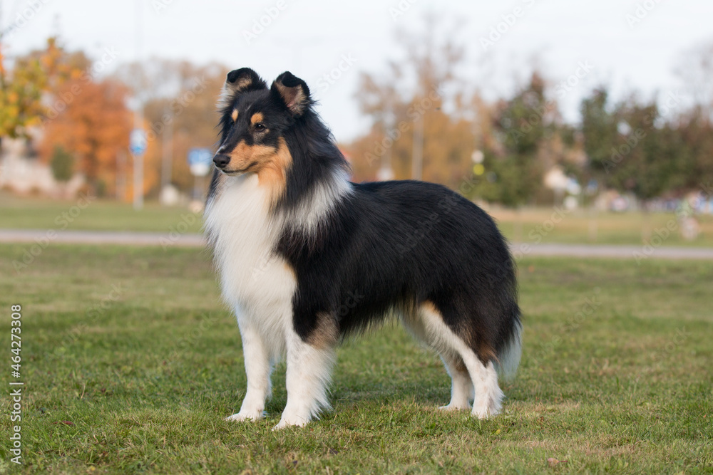Smiling and fluffy black and white sable tricolor shetland sheepdog,  sheltie standing in show stand with background of green grass. Black little  collie, fur lassie dog outdoors on summer time Photos