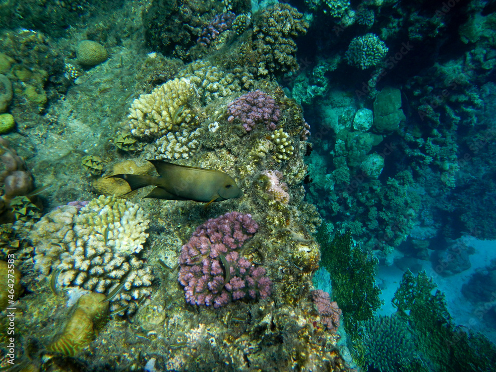 Gestreifter Borstenzahn-Doktorfisch / Striated surgeonfish / Ctenochaetus stratius Gestreifter Borstenzahn-Doktorfisch / Striated surgeonfish / Ctenochaetus stratius