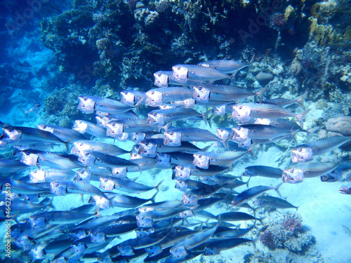 Indische Makrele oder Großmaul-Makrele ./ Indian mackerel / Rastrelliger kanagurta photo