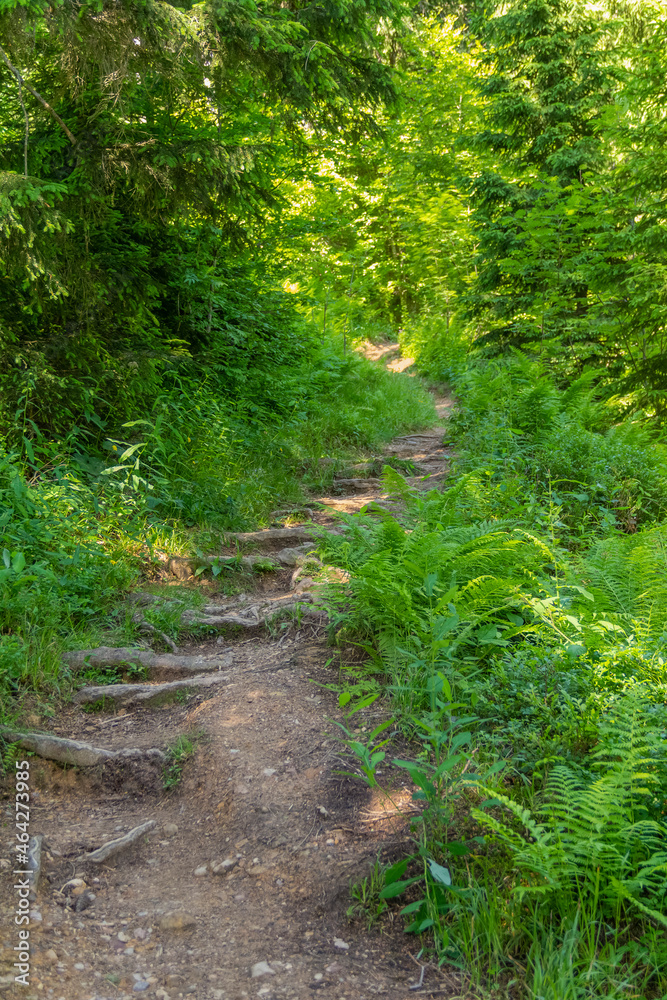 Fototapeta premium Forest track in Bavaria