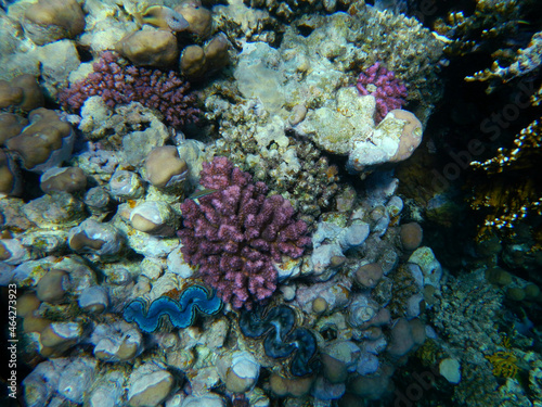 Grabende oder schuppige Riesenmuschel und Himbeerkoralle oder Buschkoralle / Maxima clam and Cauliflower coral / Tridacna maxima et Pocillopora damicornis photo
