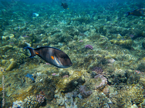 Arabischer Doktorfisch oder Sohaldoktorfisch / Sohal surgeonfish / Acanthurus sohal