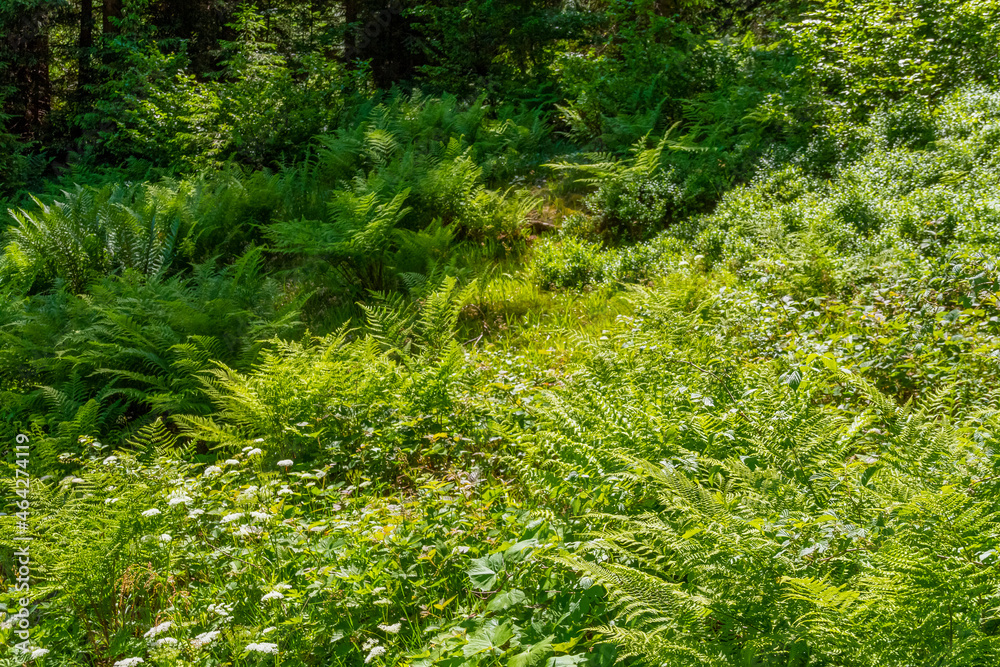Obraz premium Fern plants in Bavaria