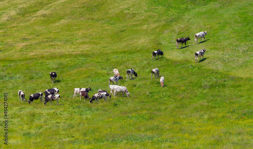 Cattle at Upper Allgaeu