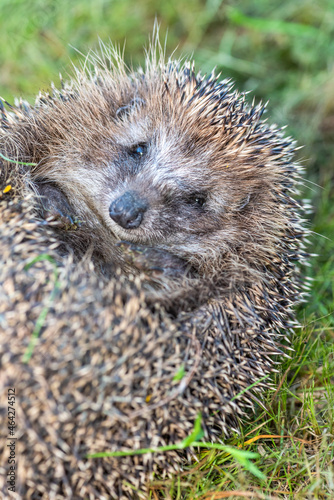 Hedgehog curled up in a ball on green grass