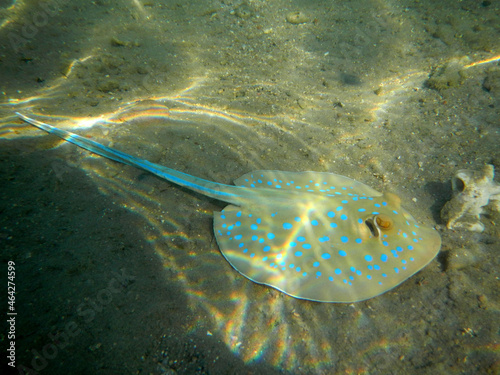 Blaupunktrochen   Bluespotted ribbontail ray   Taeniura lymma