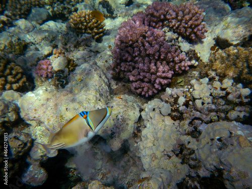 Rotmeer-Picassodrückerfisch oderArabischer Picassodrückerfisch / Picasso triggerfish or Arabian picassofish / Rhinecanthus assasi..