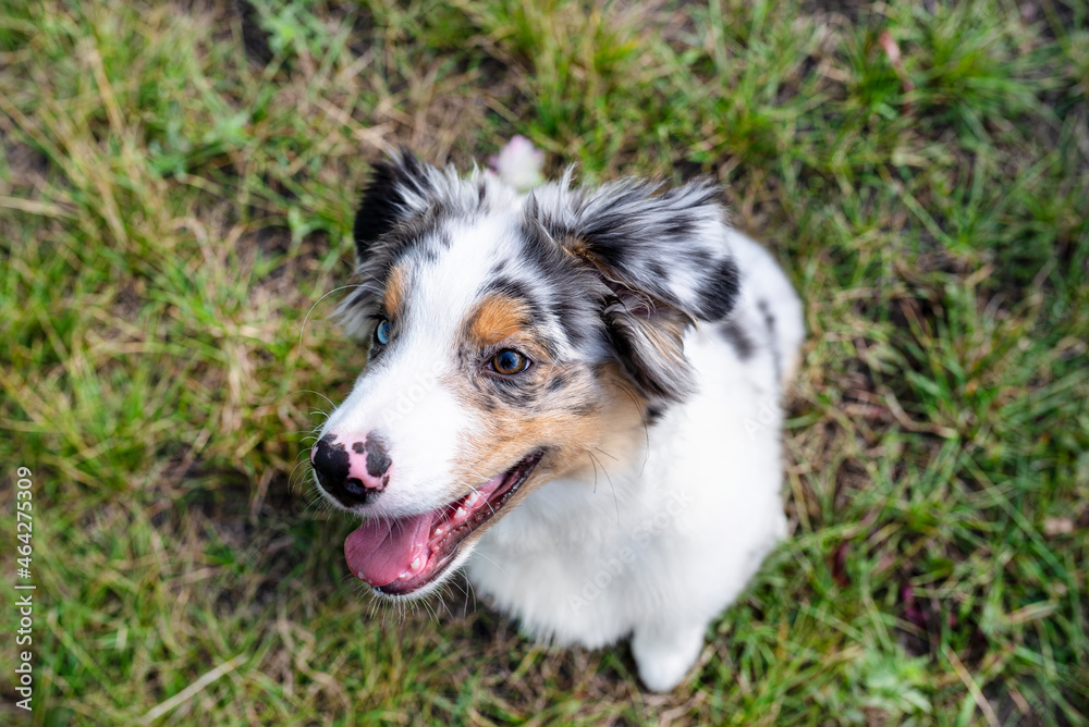 An Australian Shepherd is sitting on the green grass with an open mouth, focus is on the eye