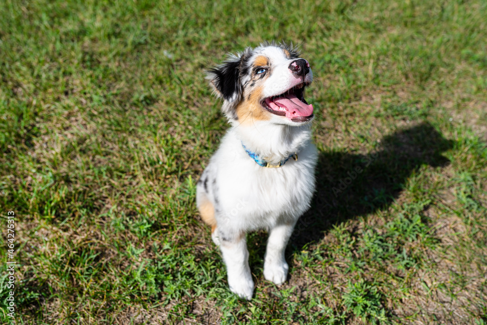 An Australian Shepherd is sitting on the green grass with an open mouth, focus is on the nose.