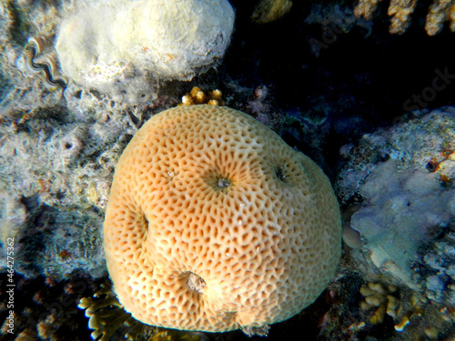 Koralle und Muschel / Coral and Shell /