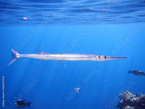 Hornhecht / Red Sea houndfish / Tylosurus choram