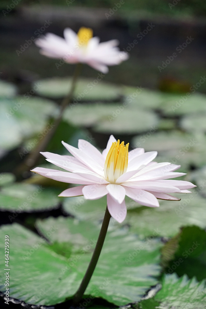 fresh white lotus with yellow pistil on natural pool with green leaves fresh white lotus with yellow pistil on natural pool with green leaves