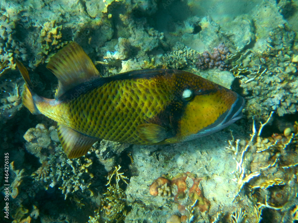 Riesen-Drückerfisch oderTitan-Drückerfisch / Titan triggerfish or Giant triggerfish / Balistoides viridescens. Riesen-Drückerfisch oderTitan-Drückerfisch / Titan triggerfish or Giant triggerfish / Balistoides viridescens.
