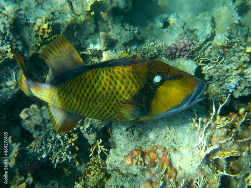 Riesen-Drückerfisch oderTitan-Drückerfisch / Titan triggerfish or Giant triggerfish / Balistoides viridescens.